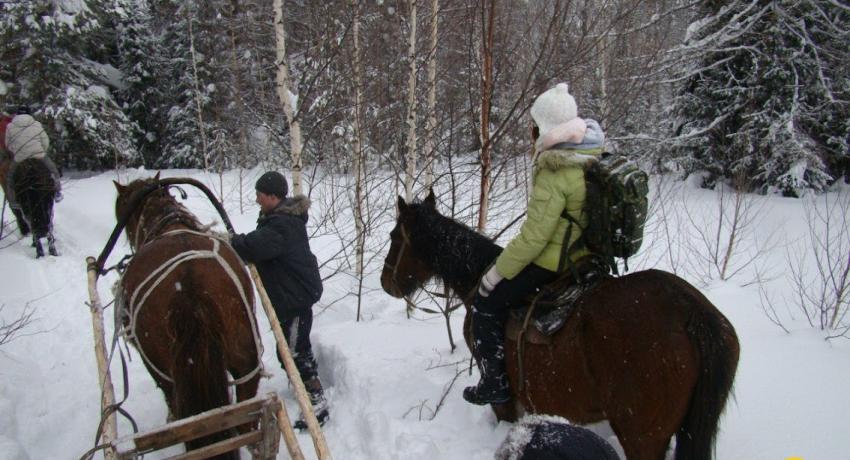 Лошади в Малиновке